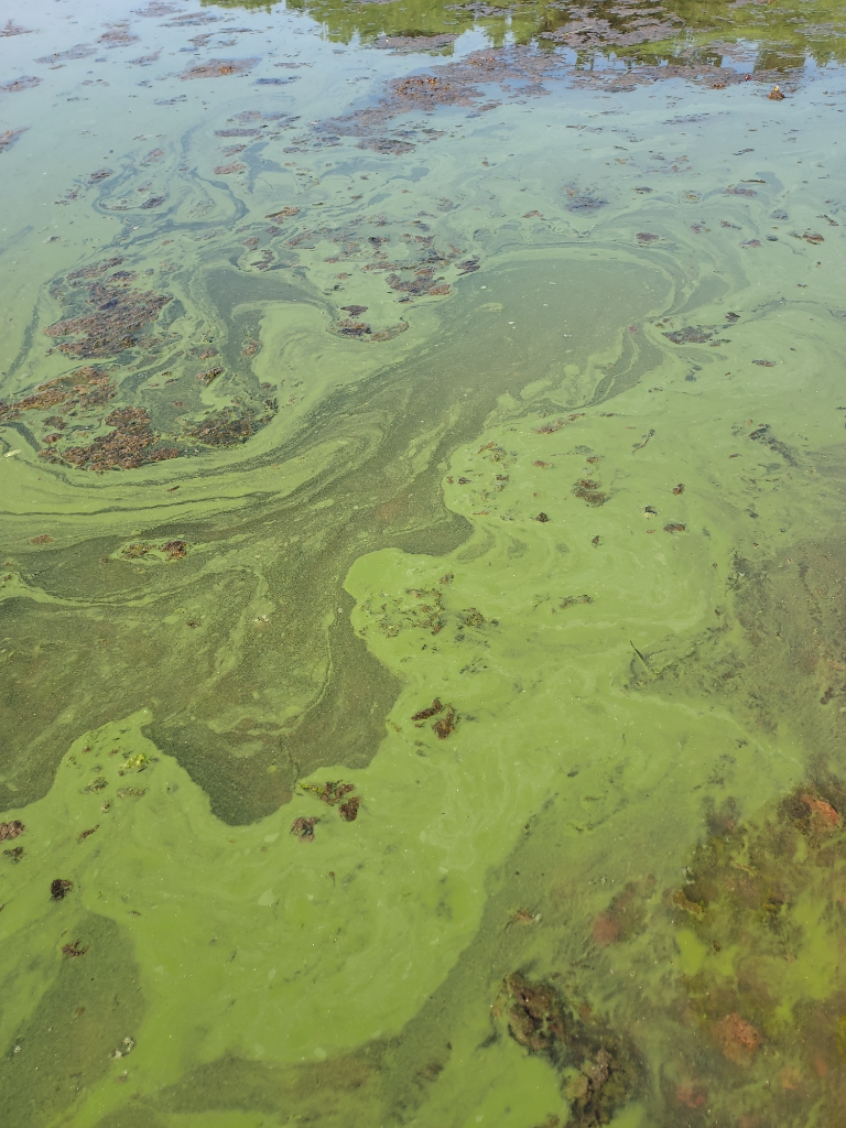 Södra Föglö innerskärgård-Rotarien sinileväseuranta (Näversfjärden, Svartholm)-ObsALG-202107132244-60ededc14882d.png