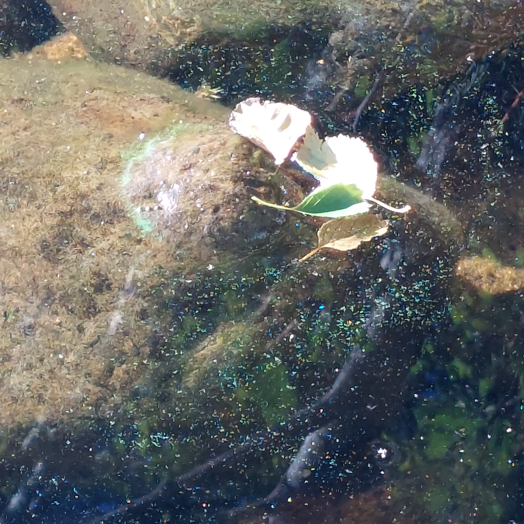 Harinjärvi (04.359.1.006)-Harinniemi, Harinjärvi, Ylämylly-ObsALG-202409070915-66dbf2daa424c.png