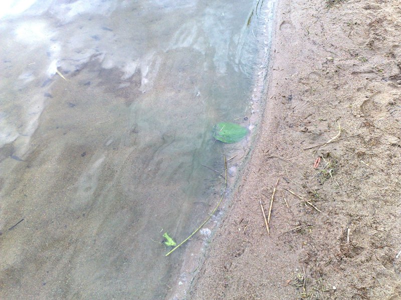 Levää Piispalan rannassa 11.7.2011.jpg