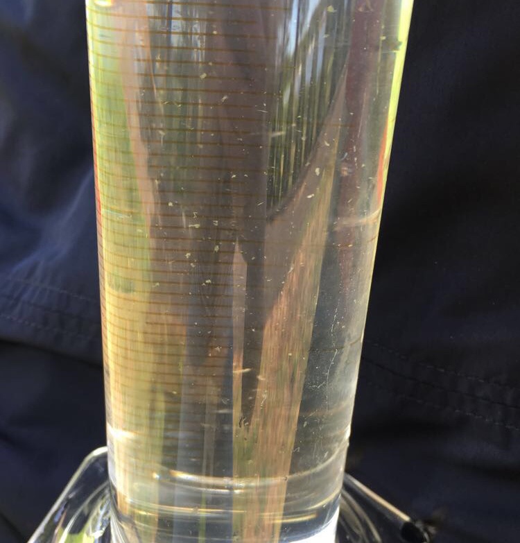 Rauman edusta-Valtakunnallinen sinileväseuranta (Otanlahti)-ObsALG-201806260939-71.jpeg