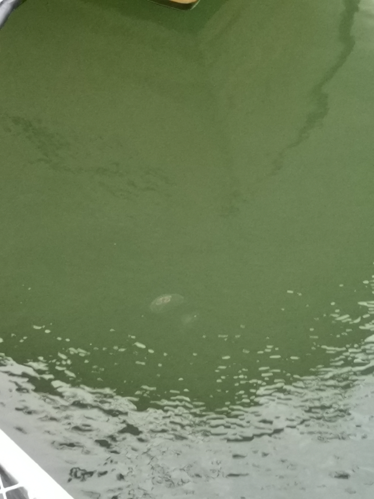 Iso- ja Pikku-Nauvon vesialue-Nauvon vierasvenesatama-ObsJELLY-202210071800-634057e675262.png