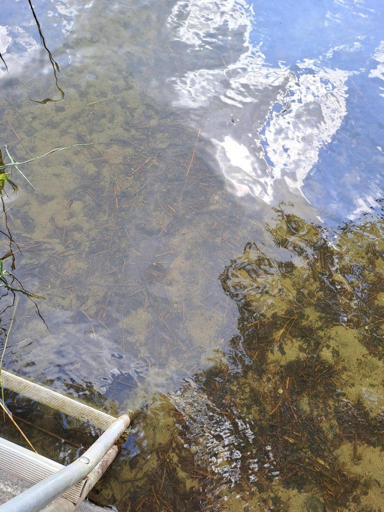 Tottijärvi (35.211.1.009)-Valtakunnallinen sinileväseuranta-ObsIMG-202306211339-6492fff65f078.png