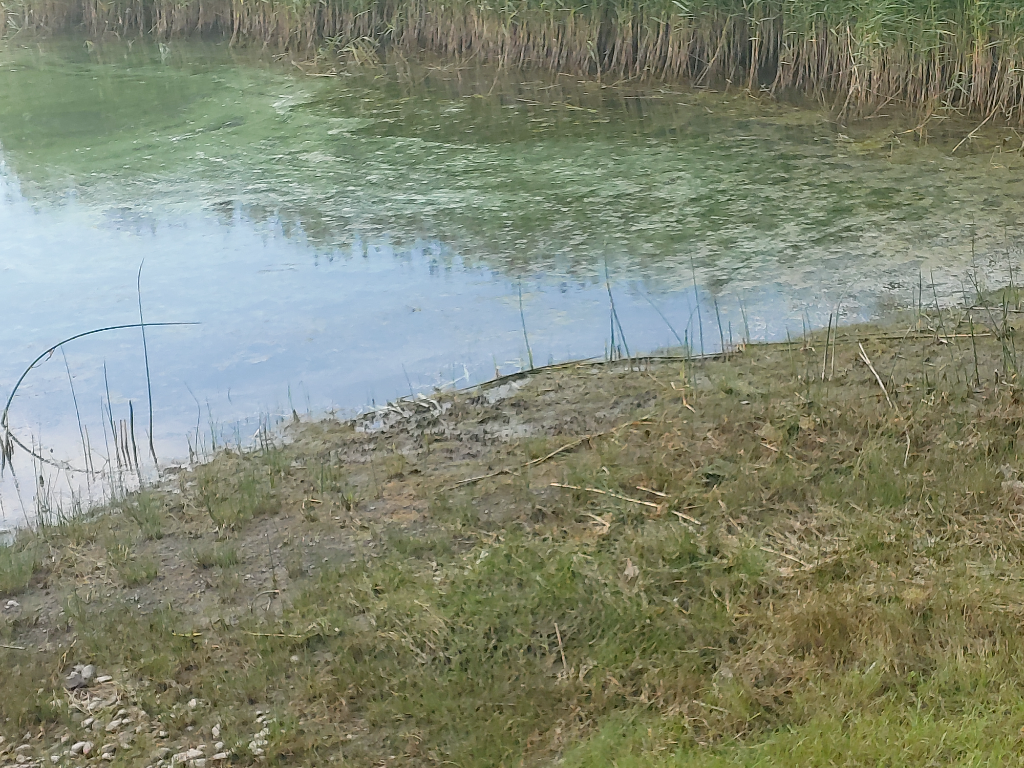 Kirkonsalmi - Salavainen - Kolkka-Rotarien sinileväseuranta (Pölläniemi)-ObsIMG-202208181534-62fe3282dd87b.png