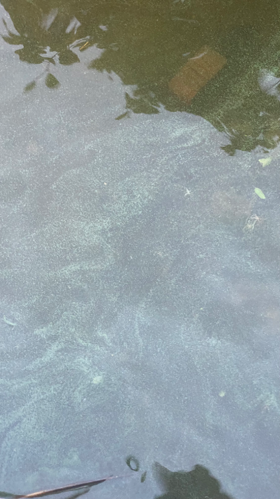 Viinijärvi (04.352.1.001)-Honkaniemi-ObsALG-202307081431-64a949620dfdc.png