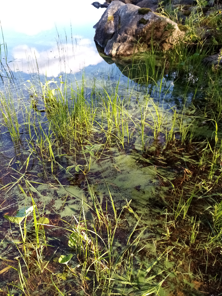 Iso-Kiimanen (59.823.1.001)-Havaintopaikka 1-ObsALG-202106251641-60d5e5d1e0027.png