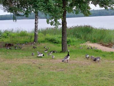 Simpelejärvi (yhd.)-Valtakunnallinen sinileväseuranta (Rantapuiston uimaranta)-ObsIMG-202407121007-6690d66611fc1.png