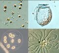Kasviplankton.jpg