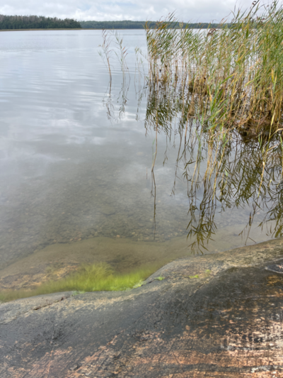 Dragsvik-Rotarien sinileväseuranta (Högholmen)-ObsALG-202409021127-66d5774eb199f.png