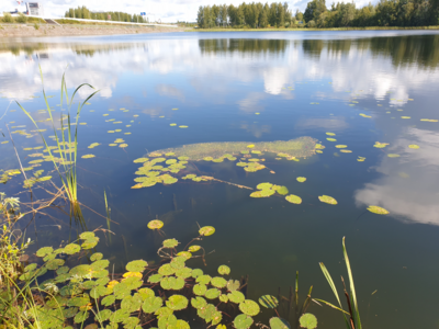 Kaihunlahti (04.151.1.035)-Länsiranta-ObsIMG-202408111151-66b87c85c48b6.png