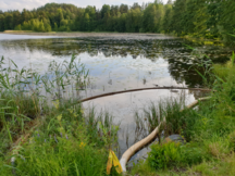 Rehevöityvä lampi. Epämääräistä kalvoa sekä rakennetta suojapuomin läheisyydessä hulevesiviemärin purkuaukon kohdalla.